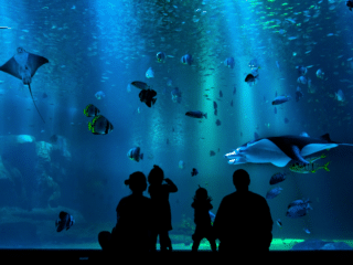 aquarium