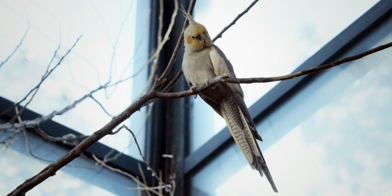 Essential Guide to Cockatiel Health Issues and Care