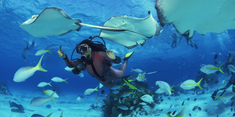 Dive into an Underwater Adventure at the Georgia Aquarium in Atlanta!