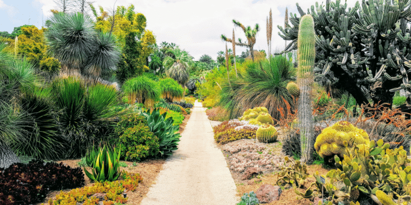 A Beginner's Guide to Water-Efficient Xeriscaping