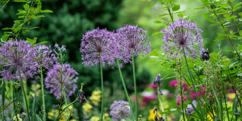 Create a Wildlife-Friendly Garden Tips and Sustainable Practices