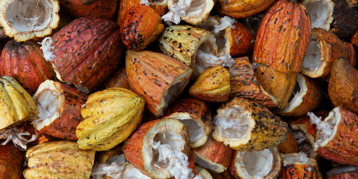 Sustainable Farming Practices in the Cocoa Industry