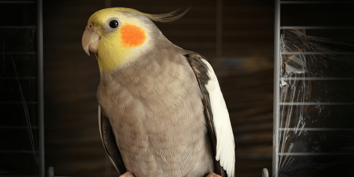 Guiding Principles for a Happy and Healthy Cockatiel’s Daily Routine