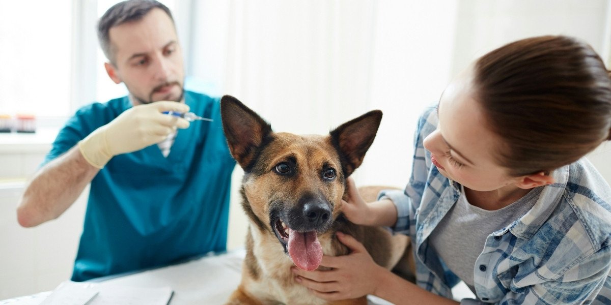 Stress-Free Paws: Understanding Grooming's Impact on Dog Behavior