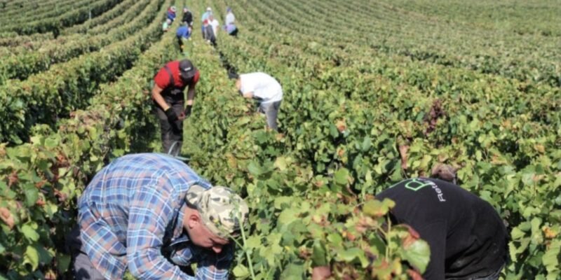 Elevating Wine Distribution: Avid Vines Connects Small Winemakers with Wine Lovers